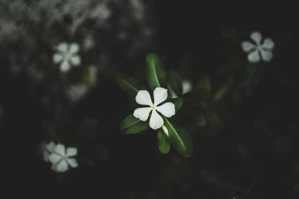 Nahaufnahme einer weißblättrigen Blume