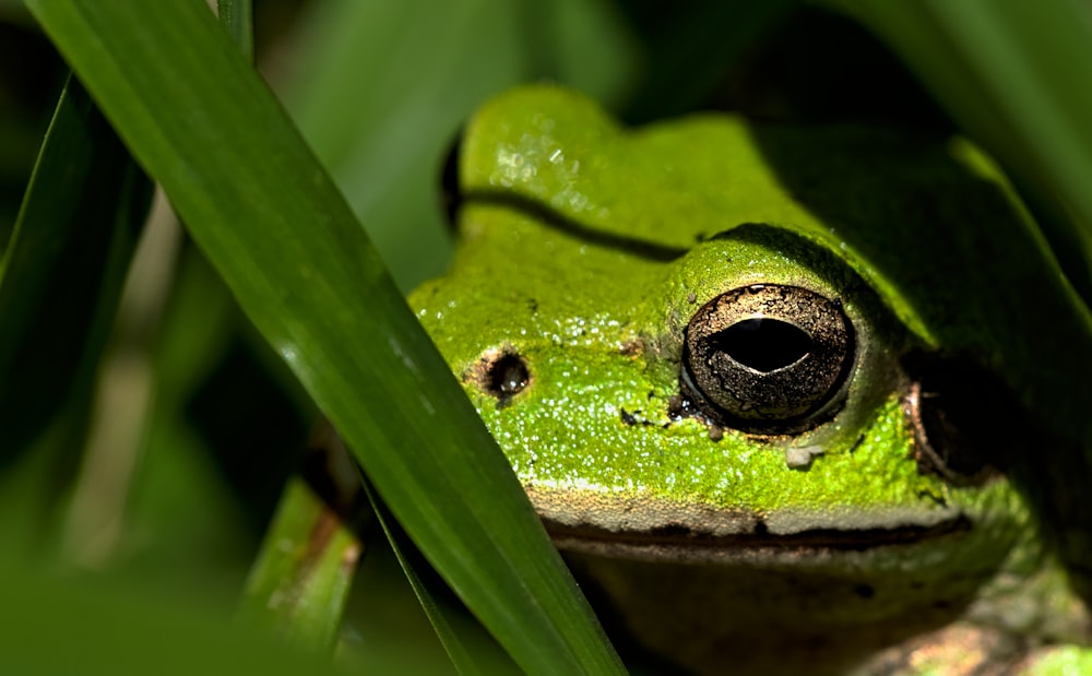 green frog on the grass closeup photography