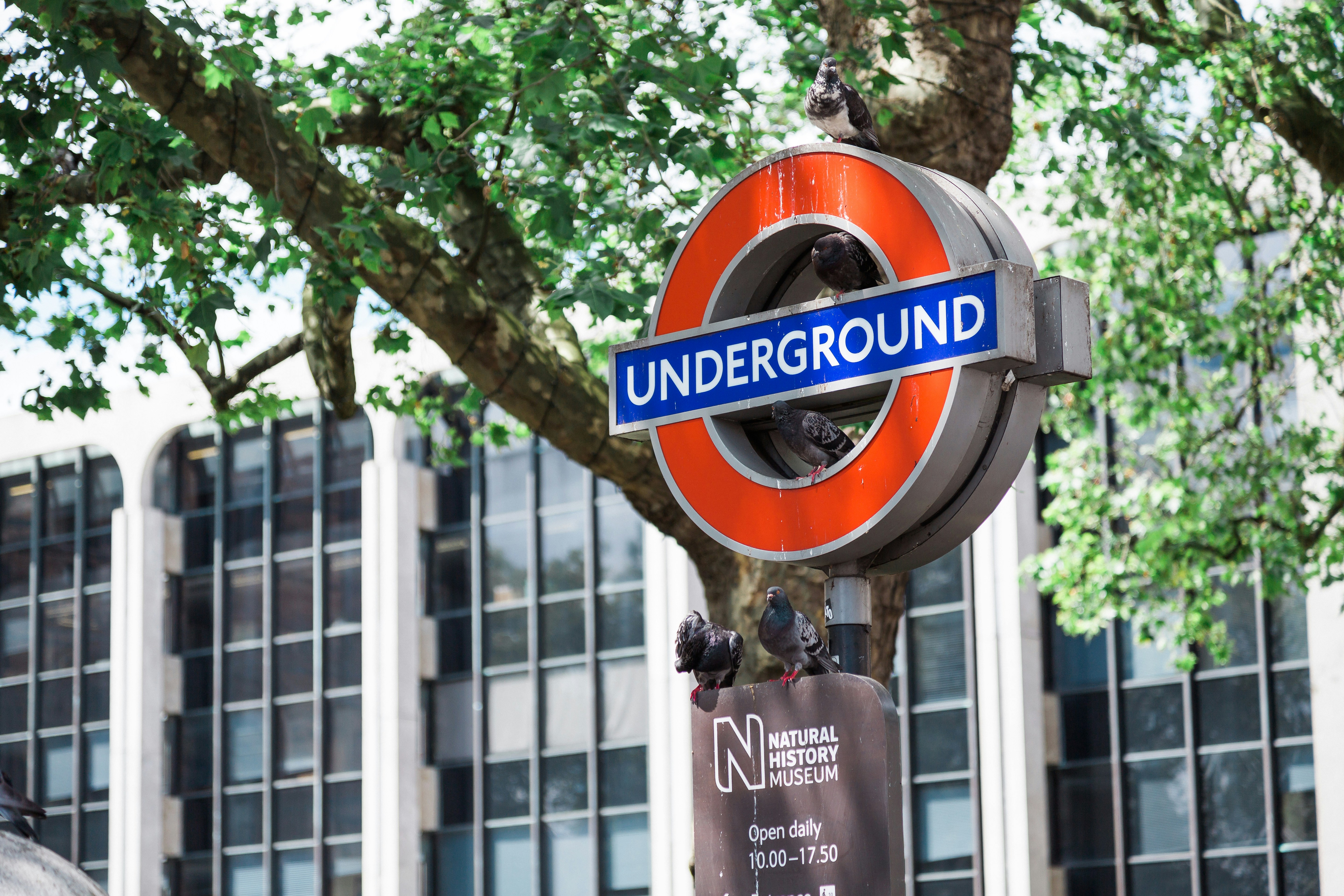 Underground Pigeons