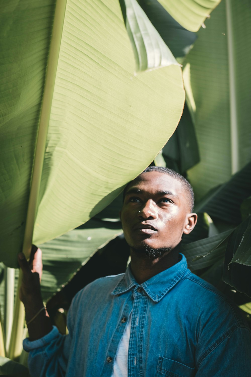 man in blue dress shirt standing under banana leaf