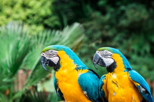 selective focus photography of two yellow macao in Lisbon Zoo Portugal
