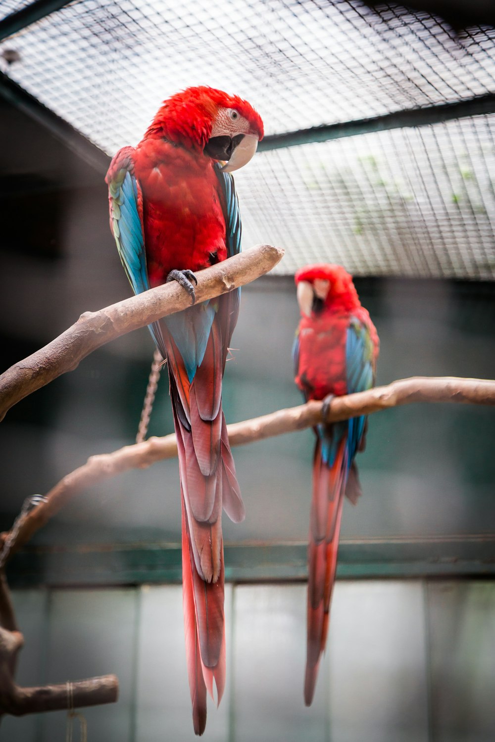 Fotografía de dos guacamayos rojos, azules y verdes