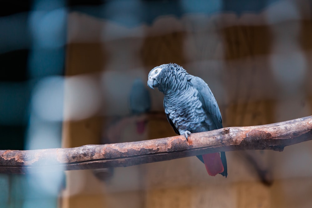 a bird sitting on a branch in a cage