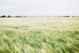 field of green grass