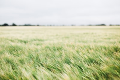 field of green grass