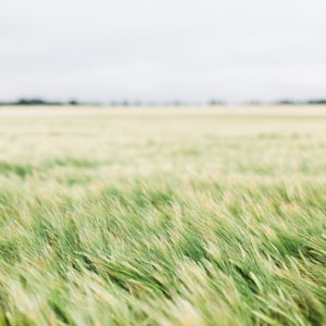 field of green grass