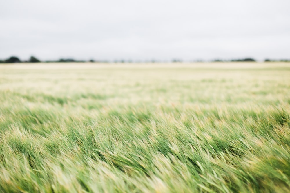 Feld mit grünem Gras