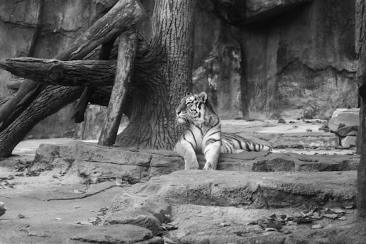 A serene blue tiger sitting peacefully amidst a natural setting, symbolizing inner strength and wisdom.