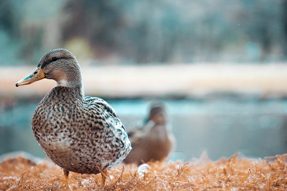 selective focus photography of duck