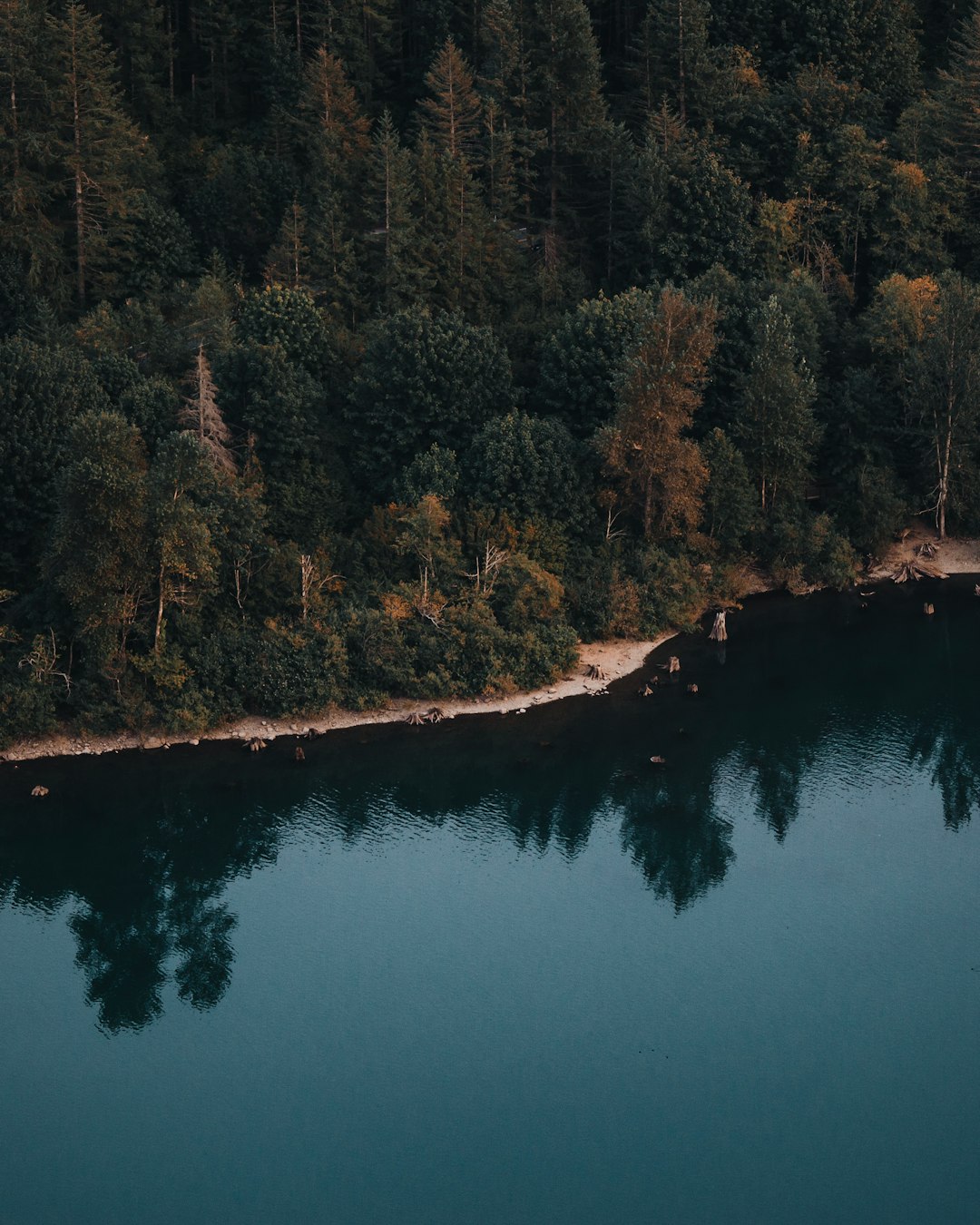 aerial photo of green forest near body of water during daytime