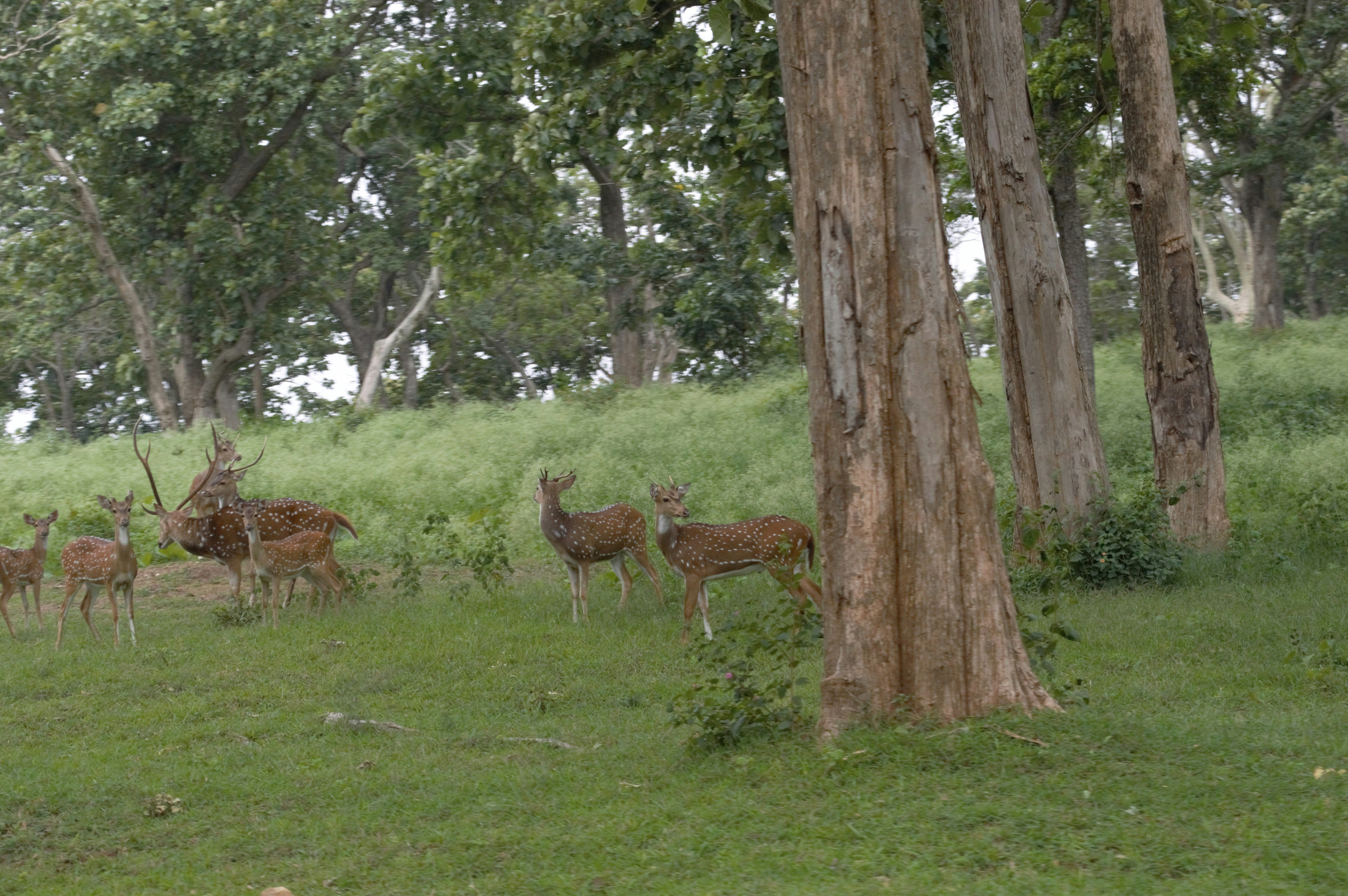 The Guild Principle: Why Regenerative Systems Never Stand Alone