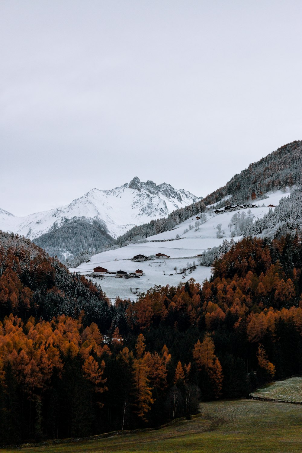 Braune Bäume in der Nähe des verschneiten Berges
