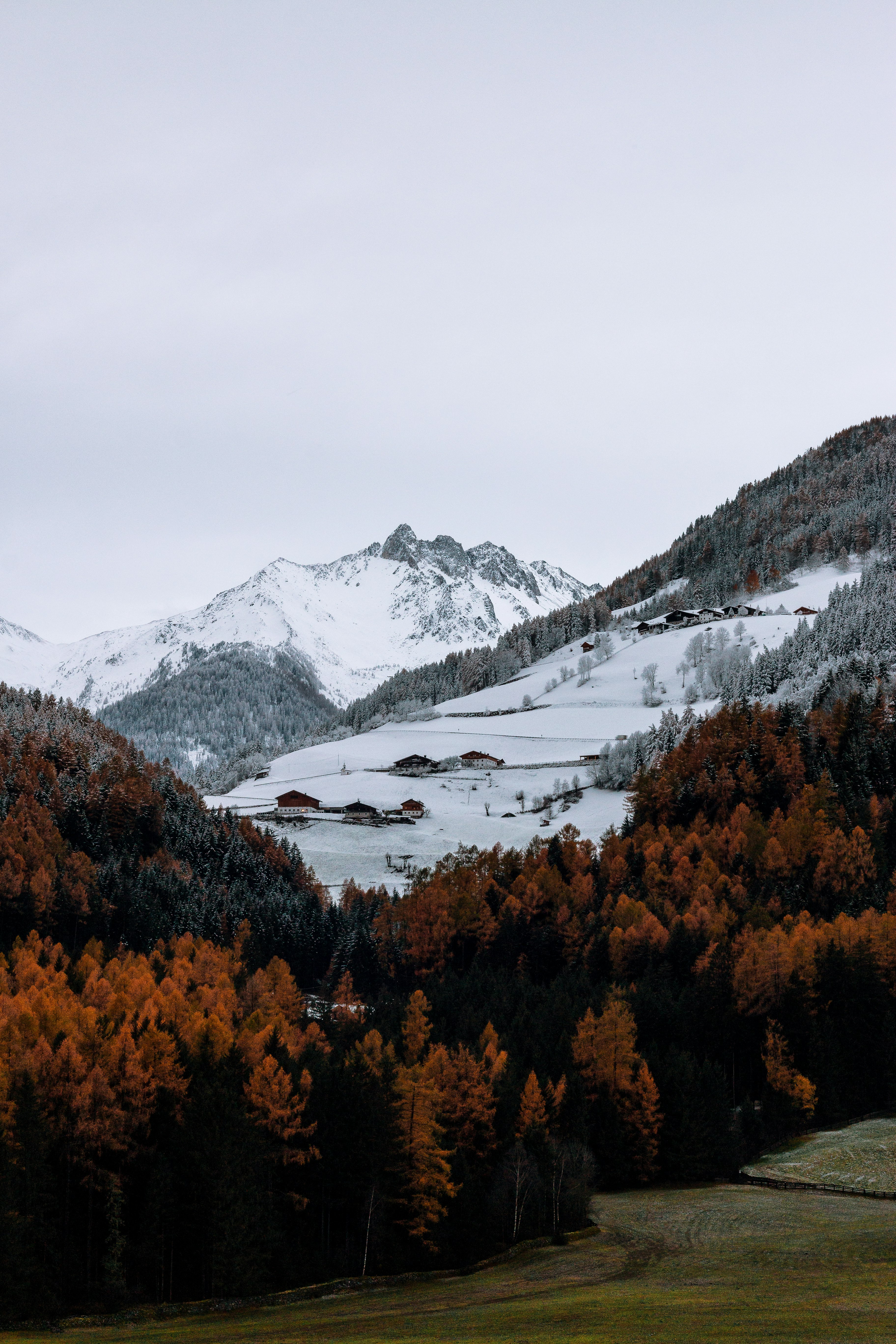 brown trees near snowy mountain