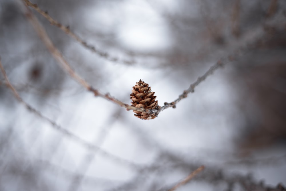 selective focus photography of pinecone