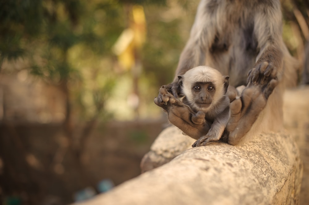 gray and brown monkey on brown wooden trees