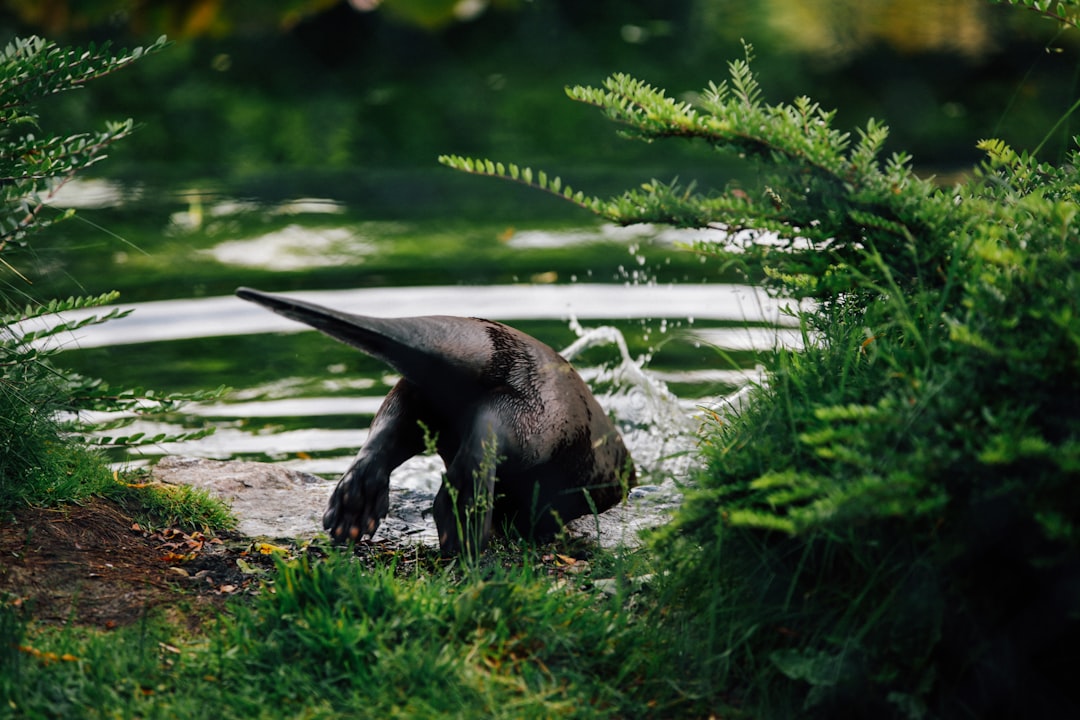 Otter diving in