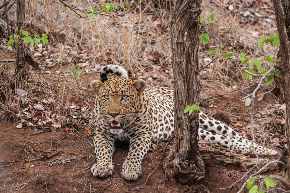 leopardo marrón y negro acostado junto al árbol durante el día