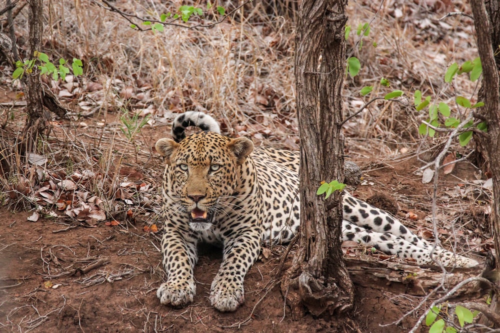 brauner und schwarzer Leopard liegt tagsüber neben einem Baum