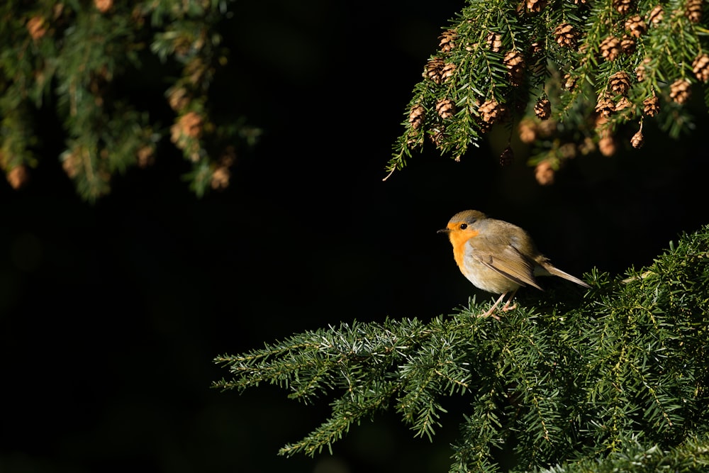 oiseau brun et orange à poil court sur un pin