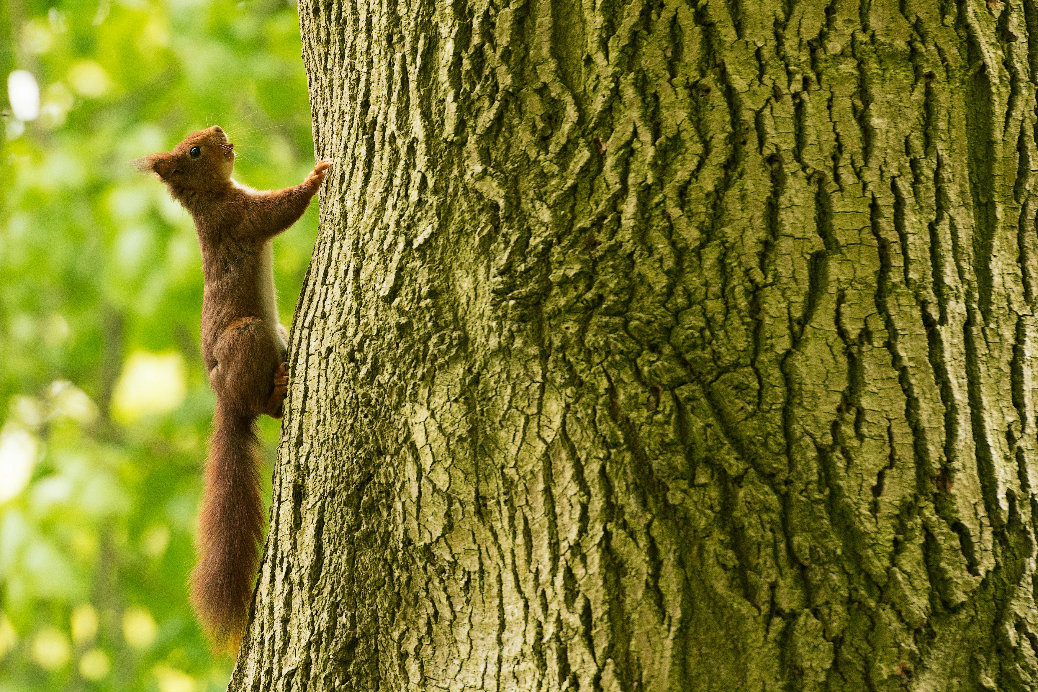 Photo by vincentvanzalinge