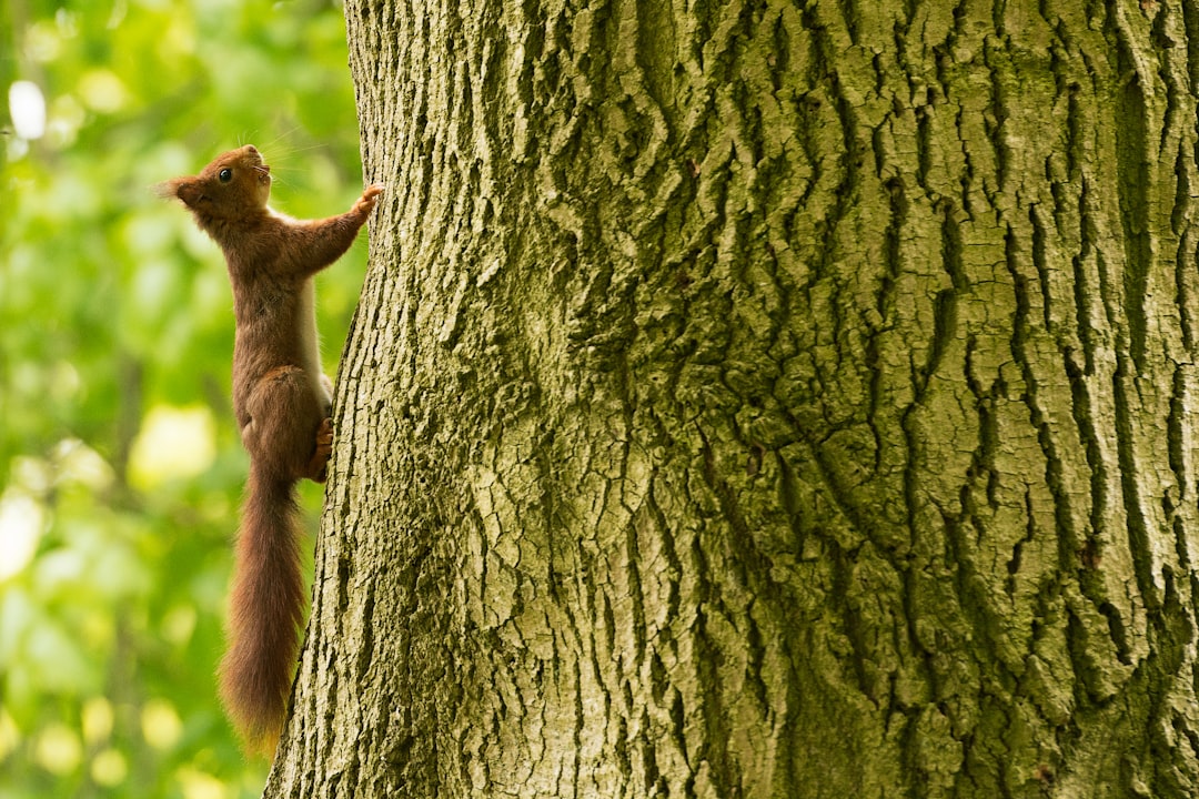 brown squirrel climbing on bark of tree