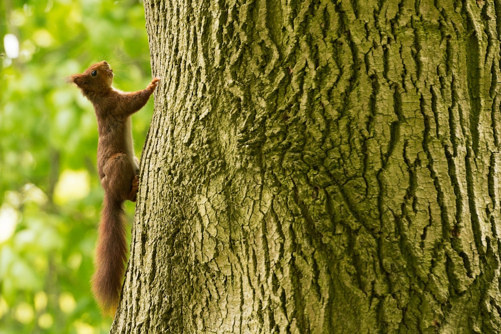 brown squirrel climbing on bark of tree