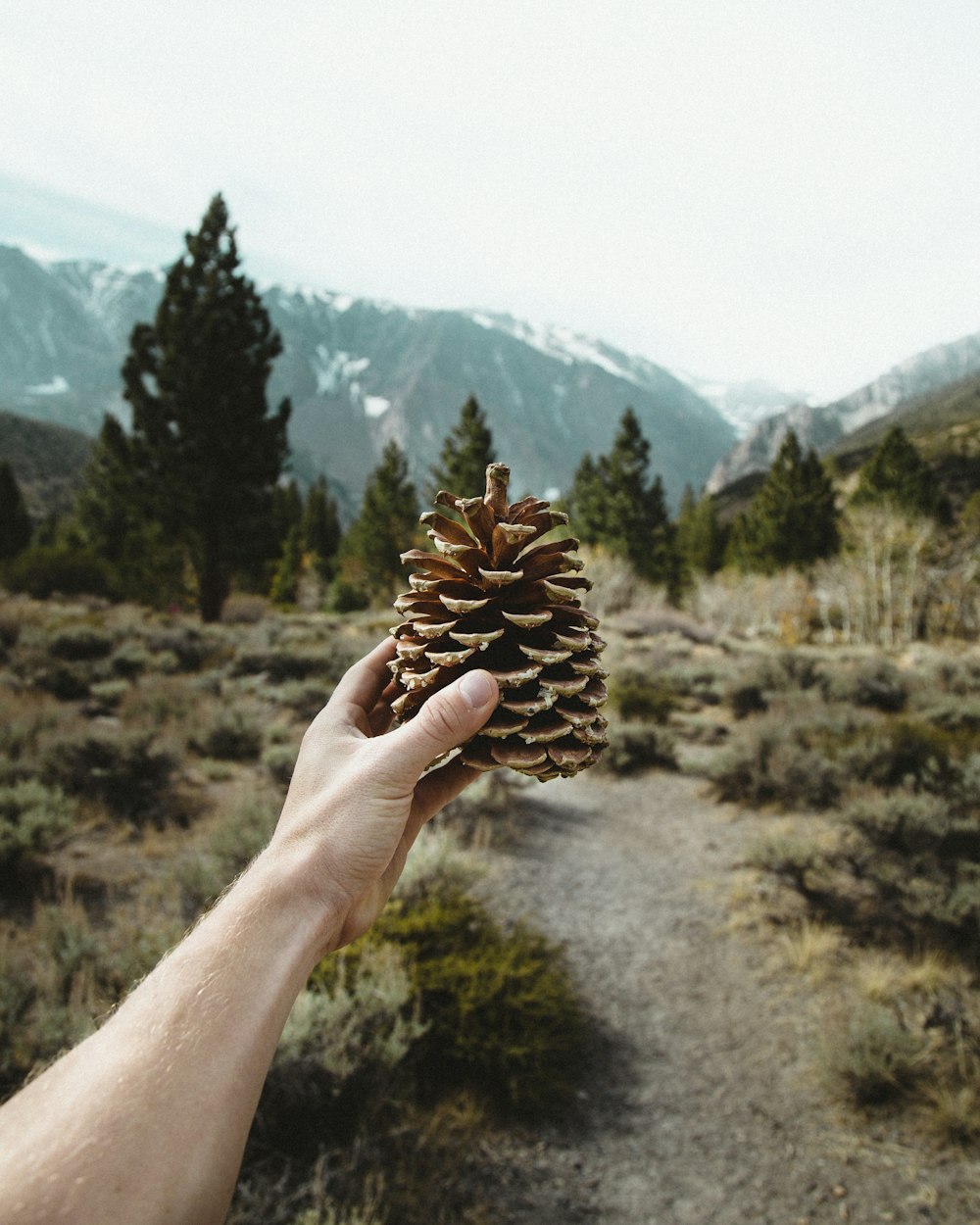 a person holding a pine cone in their hand