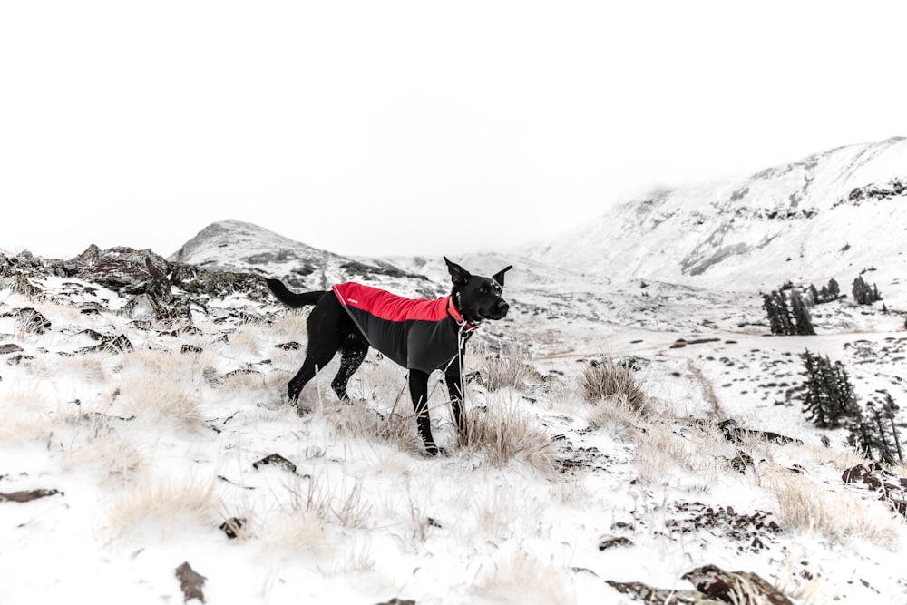 black dog standing on the white snow