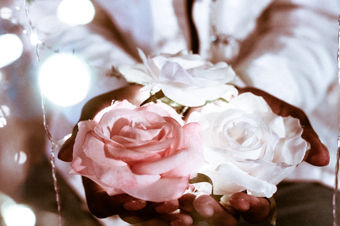 person holding rose flowers