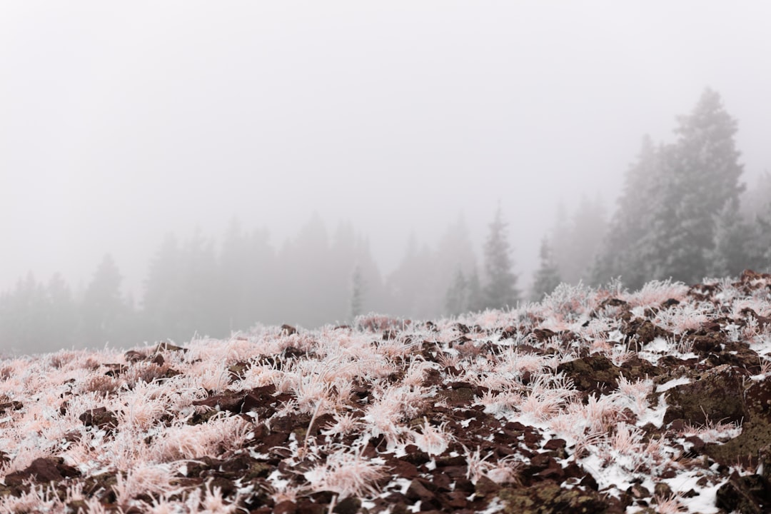 brown leaves on ground covered with snow during daytime