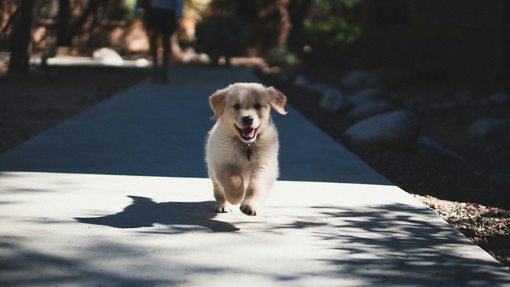 New Puppy Learns Incredible Trick