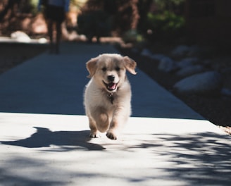 short-coated beige puppy