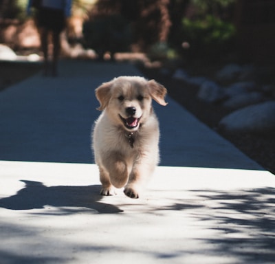 short-coated beige puppy