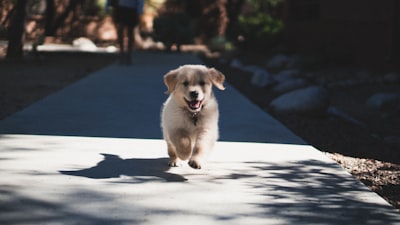 short-coated beige puppy puppy teams background