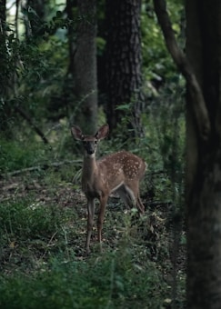 A young deer with white spots stands alert in a dense, green forest. Surrounding it are various trees and undergrowth that create a natural habitat, with sunlight filtering through the branches.