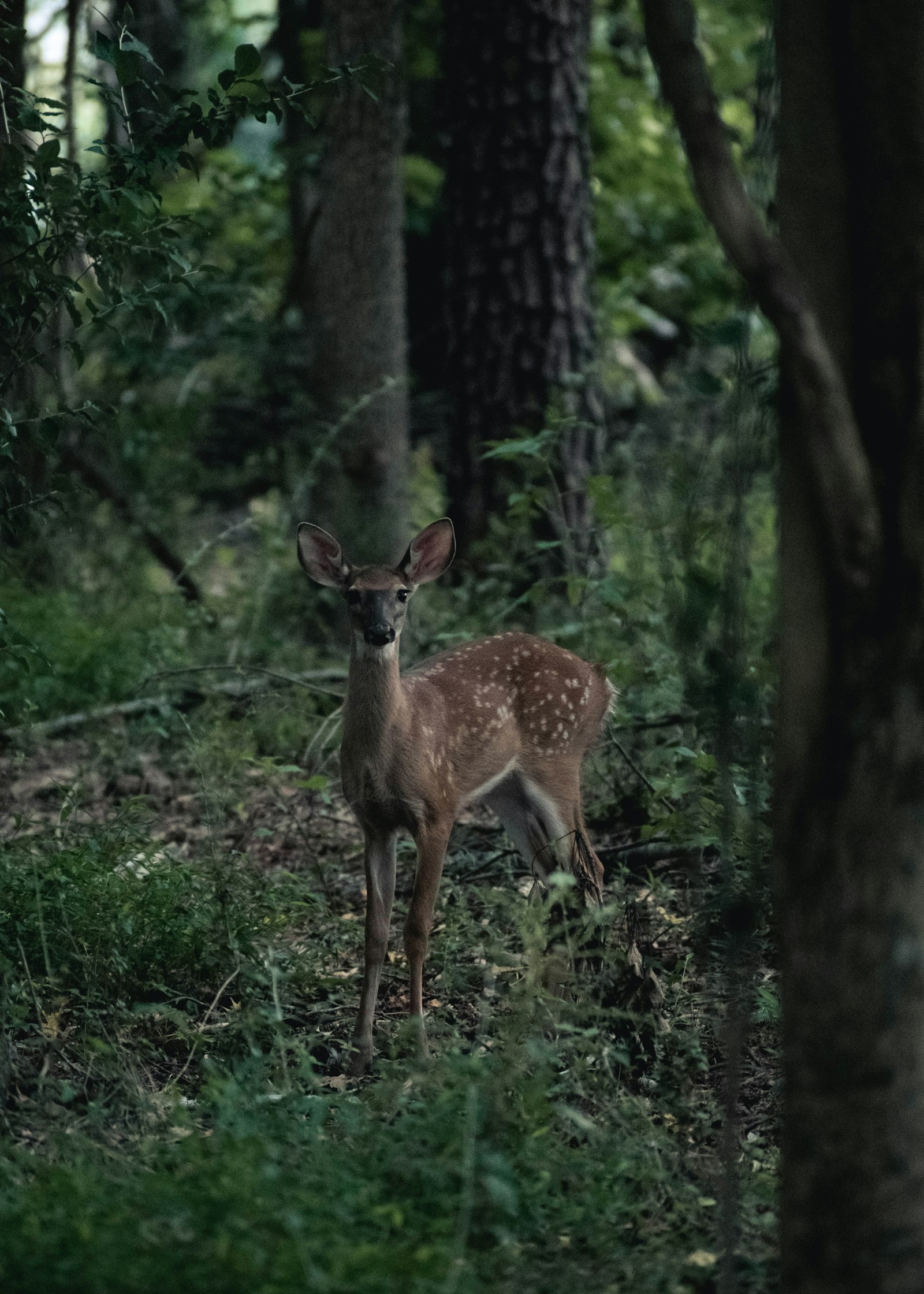 Nikon AF-P DX Nikkor 70-300mm F4.5-6.3G sample photo. Brown deer on green photography