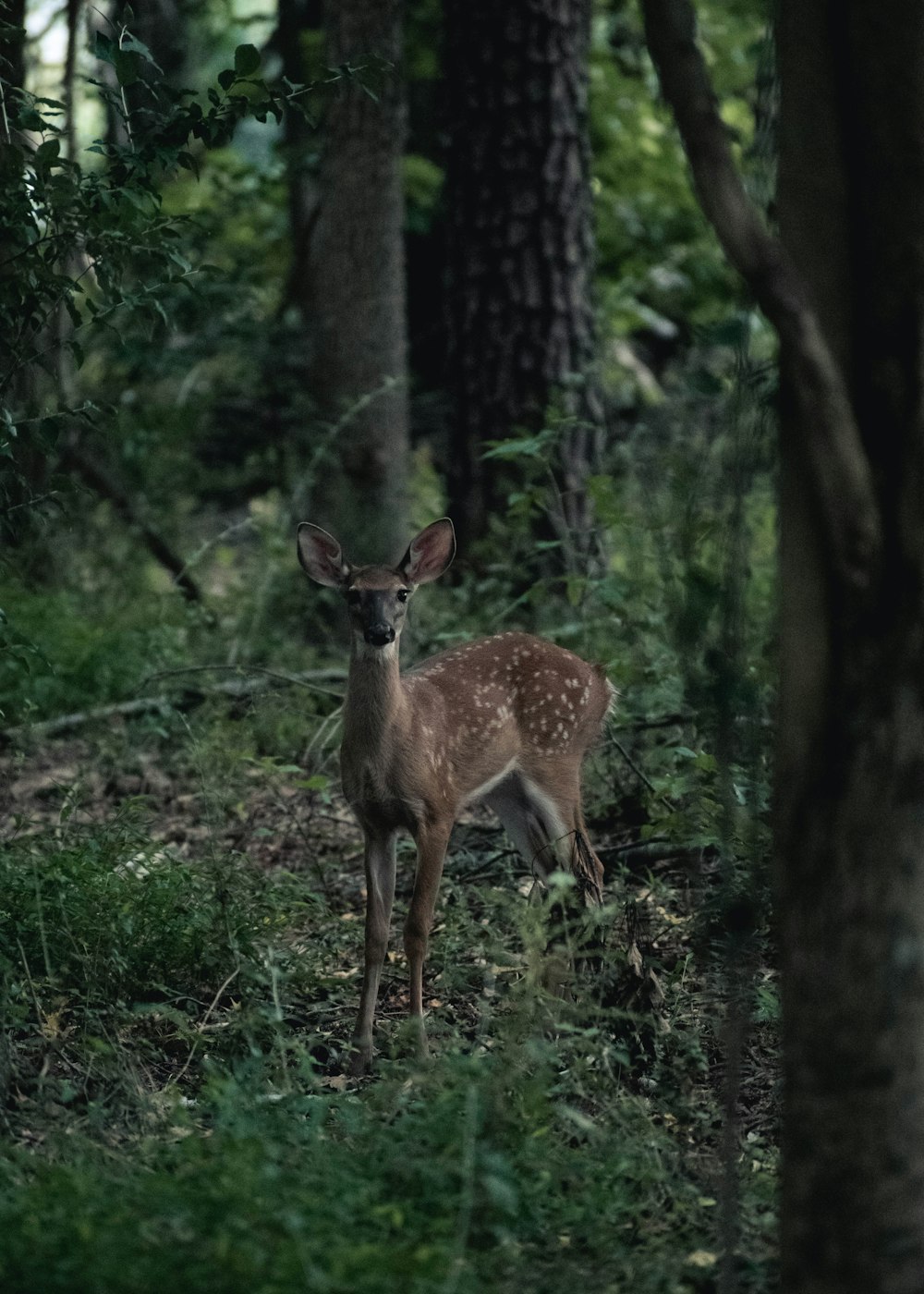 Cerf brun sur plantes vertes