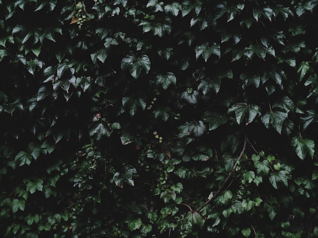 green leaf plant at daytime, Moody Vines