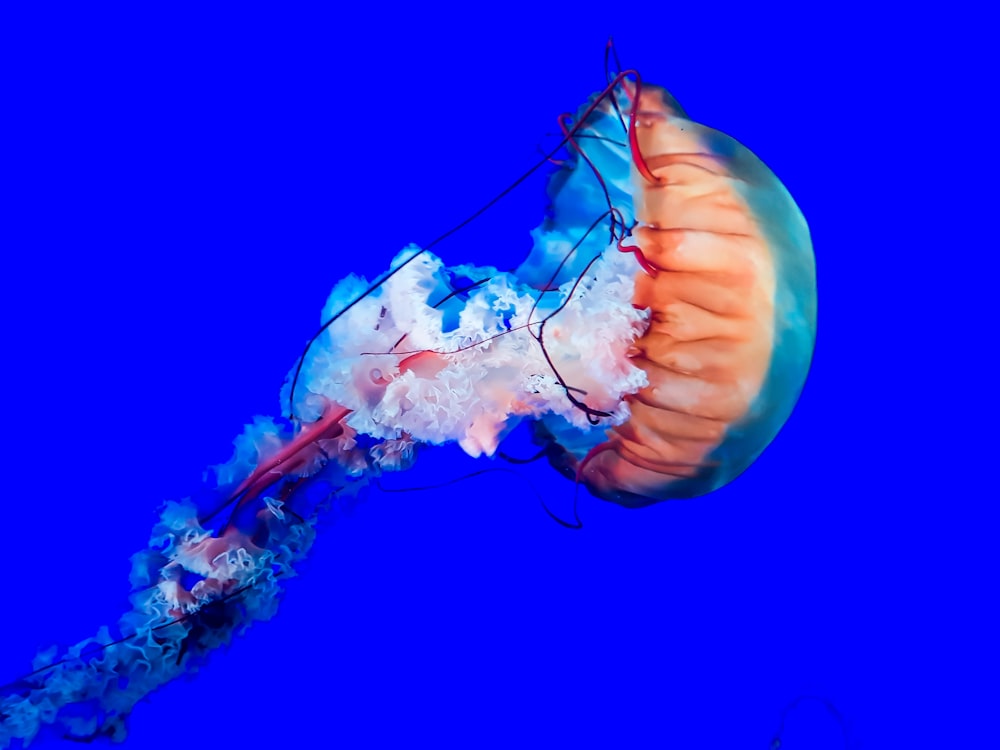 red and pink jelly fish