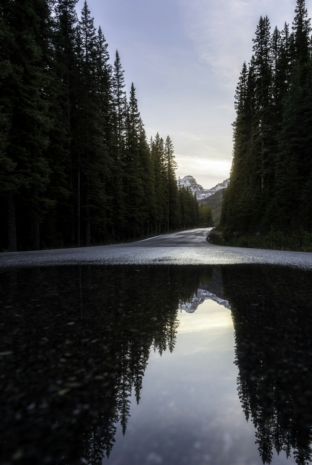 Route près de la forêt