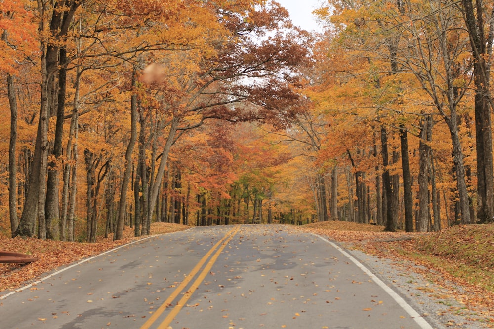 orange leaf trees in between of gray concrete road taken at daytime