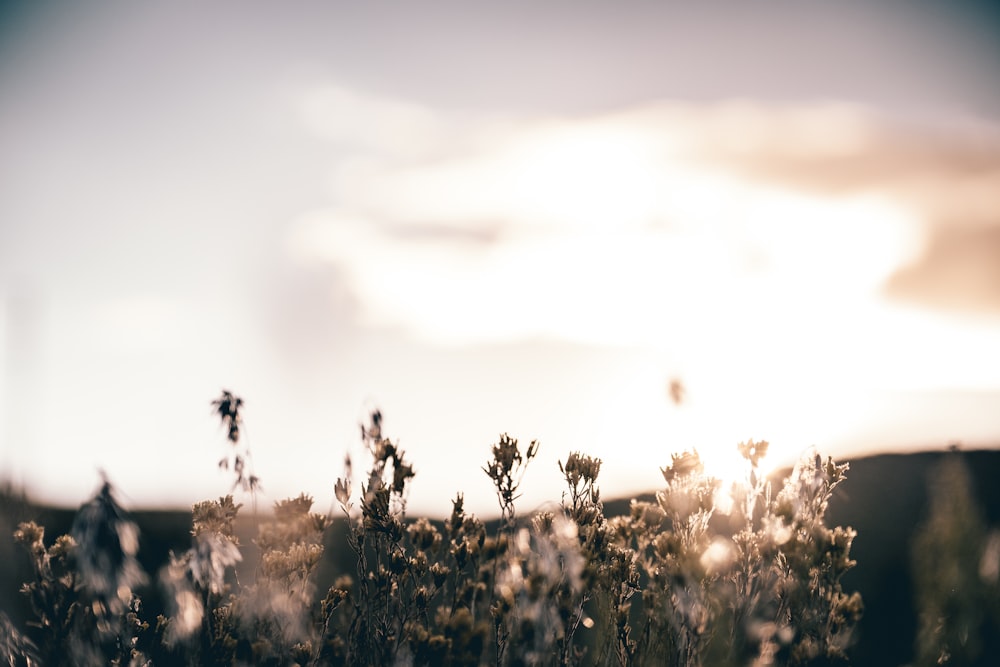 Sephia Fotografia de foco seletivo de flores de pétalas
