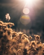 Soft-focus image of blooming wildflowers in natural sunlight