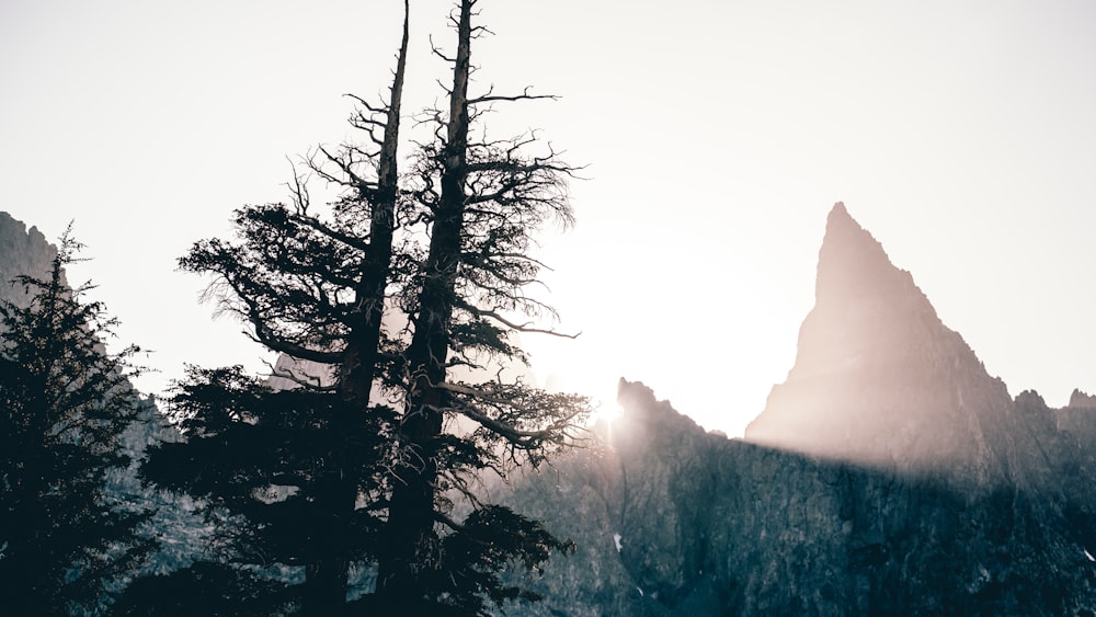 Fotografía de enfoque selectivo de árbol negro bajo cielo blanco