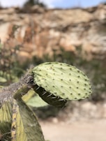 A close-up of a prickly pear cactus with two large, flat pads. The cactus is covered in sharp spines and has a textured surface. The background is blurred, showing subtle hints of a natural setting with rocks and vegetation.