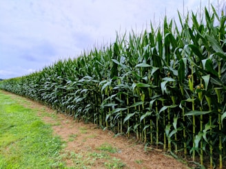 A lush, green cornfield stretches under a partly cloudy sky. The tall corn plants are aligned neatly, suggesting they are cultivated in rows. The ground is a mix of soil and grass, adding to the rural and natural atmosphere.