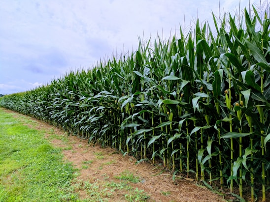 A lush, green cornfield stretches under a partly cloudy sky. The tall corn plants are aligned neatly, suggesting they are cultivated in rows. The ground is a mix of soil and grass, adding to the rural and natural atmosphere.