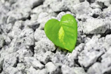 A smooth rose quartz heart nestled among green leaves.