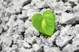A soft-focus image of a heart-shaped stone resting on a bed of green leaves.
