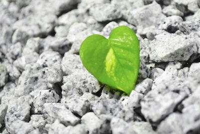 A smooth rose quartz heart nestled among green leaves.
